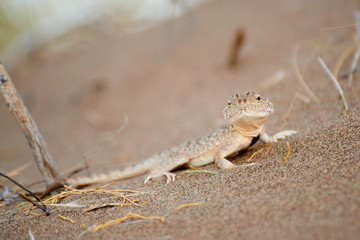 Phrynocephalus mystaceus. Phrynocephalus mystaceus is a species of agamid lizard.