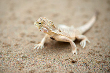 Phrynocephalus mystaceus. Phrynocephalus mystaceus is a species of agamid lizard.