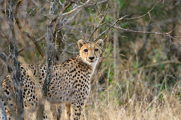 A female cheetah is calling her cubs right after a kill.