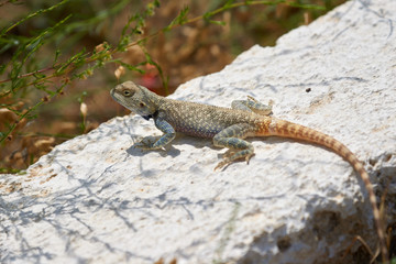 Agama lizard. Agama is the name of the genus of a group of small, long-tailed, insectivorous lizards, and the common name of these lizards.