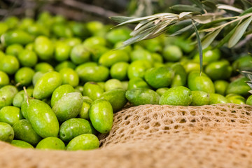 Italian Green Olives on a Net
