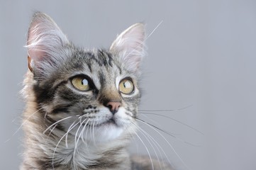 Obraz premium Cute Kitten Close-Up