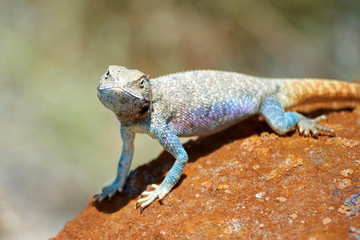 Agama lizard. Agama is the name of the genus of a group of small, long-tailed, insectivorous lizards, and the common name of these lizards.