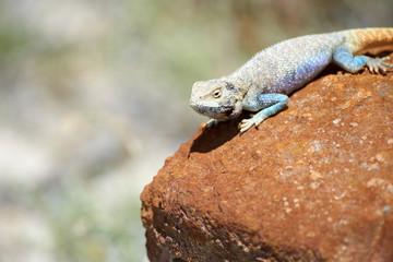 Agama lizard. Agama is the name of the genus of a group of small, long-tailed, insectivorous lizards, and the common name of these lizards.