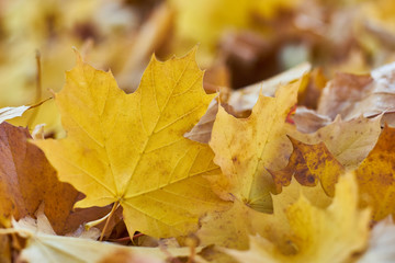 Autumn motives Yellow leaf on the ground in bunch of leaves, selective focus 2