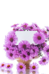 bouquet of beautiful purple chrysanthemums