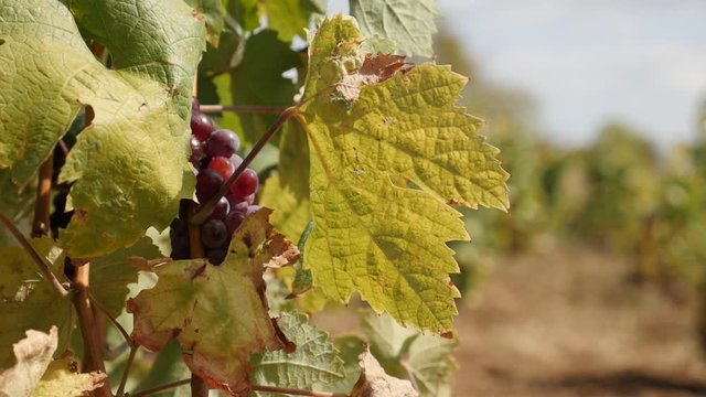 Seasonal fruit Vitis vinifera slow motion footage - Common grape vine close-up slow-mo