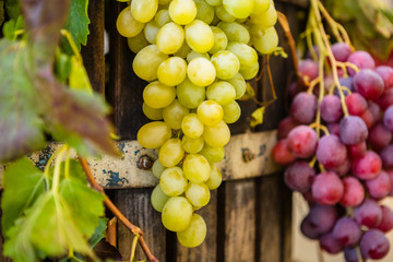 Green and Purple Grape Vines during Autumn