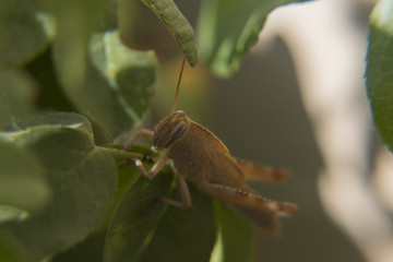 cavalletta su una foglia , macro 