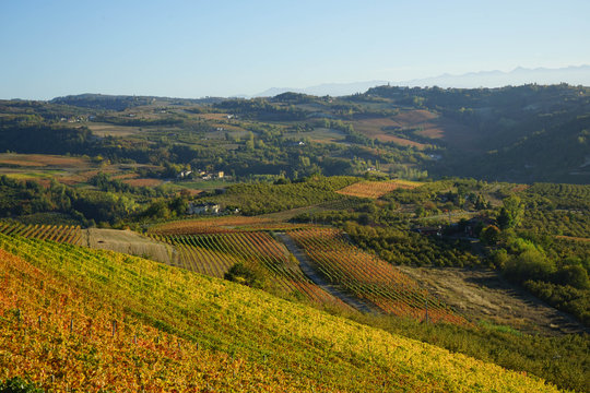 Langhe hills near Diano d'Alba