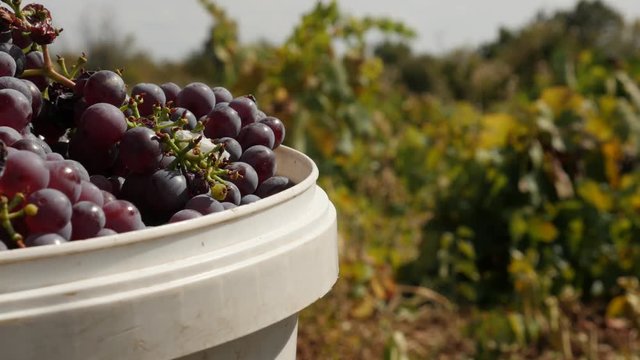 Close-up of Vitis vinifera fruit after harvest footage - Juicy common grape vine