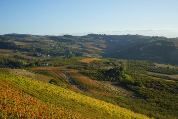 Fototapeta na wymiar Langhe hills near Diano d'Alba