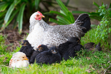 A Brood of Chickens