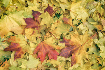 Close-up of fallen colorful autumn leaves of maple in grass, autumn has come. Seasons. Stylized as old vintage style. Modern background, wallpaper or banner design