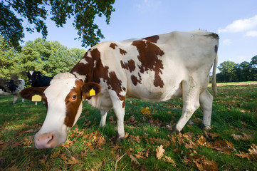 Fototapeta na wymiar Dutch cow