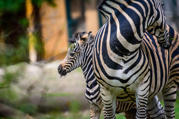Fototapeta na wymiar young and Female Chapmans zebra