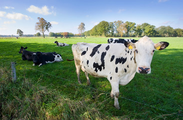 Dutch cows