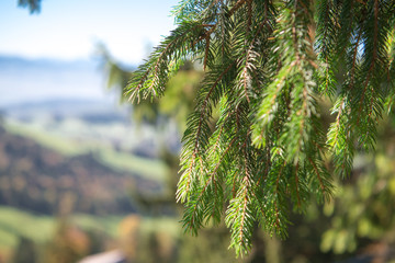 Obraz premium Swiss nature, pine tree , forest, autumn