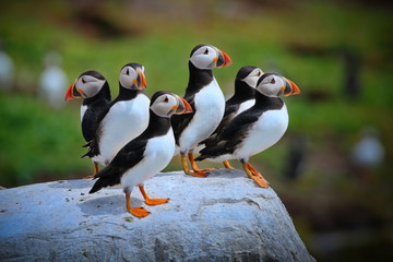 Atlantic Puffin