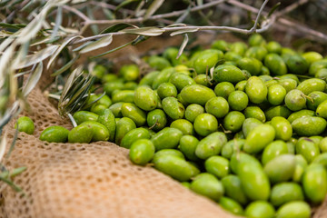 Italian Green Olives on a Net