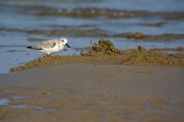 Charadrius alexandrinus - Kentish plover