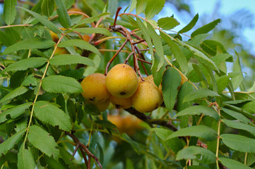 Sorbus Domestica - Service Tree