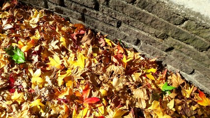 Colori d'autunno - foglie colorate
