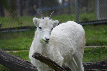 Dall Sheep