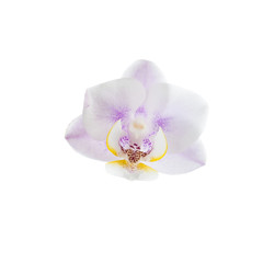 Orchid  isolated on white background.