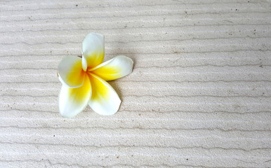 White and yellow flowers on the tiles