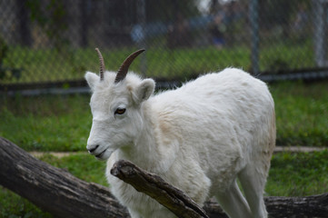 Dall Sheep