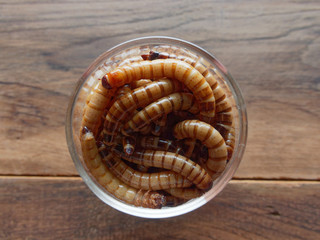 A group of super or giant worms crawl inside small brandy glass over dark wooden surface used as background in exotic pet food, insect, Halloween, celebration, decoration, scary, and haunting concepts