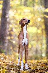 Naklejka na ściany i meble beautiful red azawakh dog standing in an autumn forest