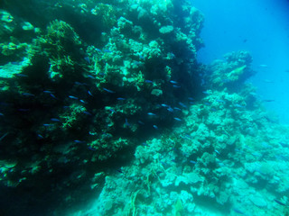 Fototapeta na wymiar real photo, real color from underwater. Red sea