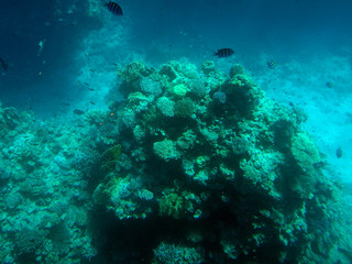 real photo, real color from underwater. Red sea
