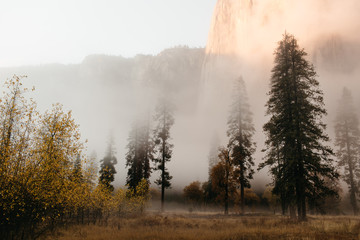 Fototapeta na wymiar Fog and Mist in A Valley of Tall Trees at Sunset 