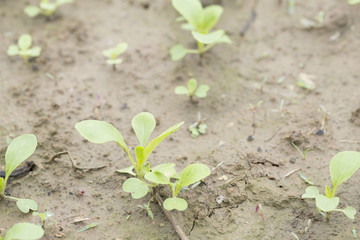 Growing cabbage field closeup. Fresh Chinese cabbage. 