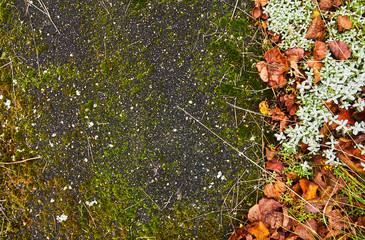 texture of moss on old asphalt, autumn foliage, plants near asphalt