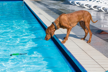 Ungarischer Vorstehund Magyar Vizsla