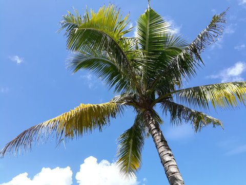 Coconut tree against blue sky. Vacation and Summer season concept.