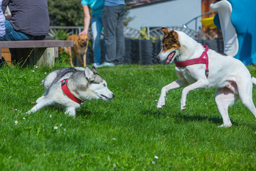 Hunde spielen auf einer Wiese