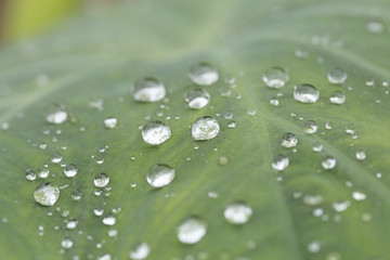 Green leaf closeup. Dew drops on taro leaf