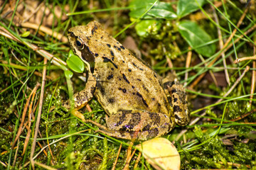 Springfrosch, Rana dalmatina, in einem Wald in Polen