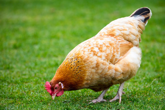 Brown Shaver Hen