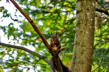 squirrel on a tree in autumn. squirrel with a nut