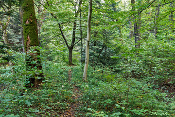 Walkway Lane Path With Green Trees in Forest. Beautiful Alley In Park. Pathway Way Through Dark Forest