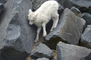 Dall Sheep