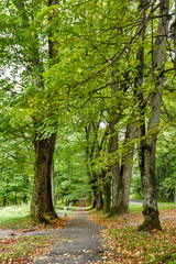 Fototapeta premium Beautiful Green Forest In Spring Season. Countryside Road, Path, Way, Lane, Pathway On Sunny Day