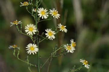 小さな野の花