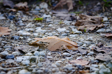 Leaf in autum with raindrops